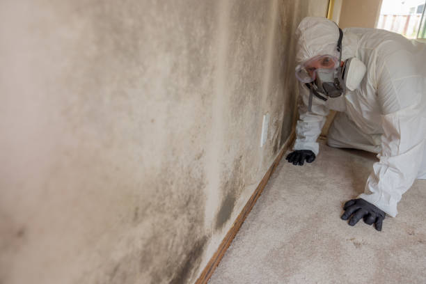 Mold Documentation for Insurance Claims in Chelsea Cove, NY